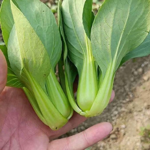 曹县常年全国各地大量供应上海青小油菜、小白菜油麦菜，