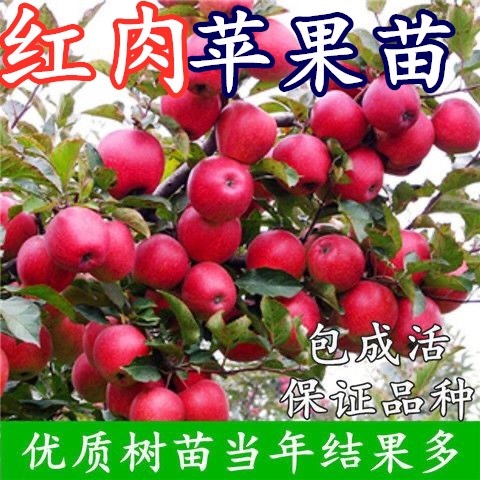 平邑县 红肉嫁接苹果树苗 基地直销现挖现发 口感香甜 甜度高 品种纯