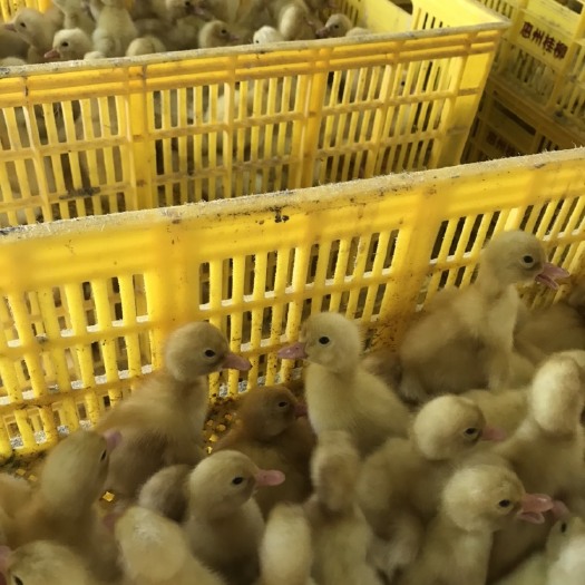 樱桃谷鸭苗  大白鸭