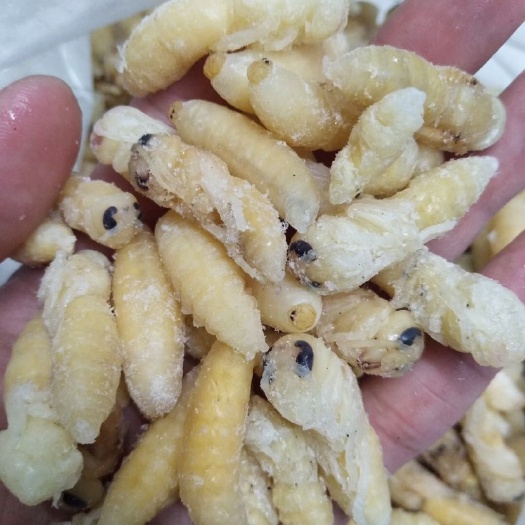 广州现货）12级虎头蜂蛹，熟冻虎头蜂金环蜂蛹，地蜂蛹，熟冻货。