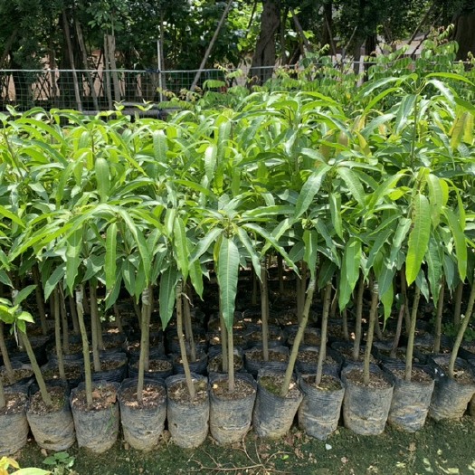 平和县金煌芒果苗 爱平芒果 贵妃芒果苗 奥芒果苗