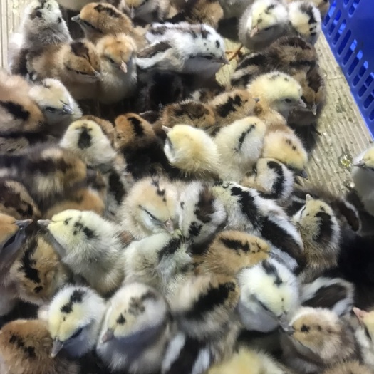 广州土鸡苗  青脚土鸡公苗