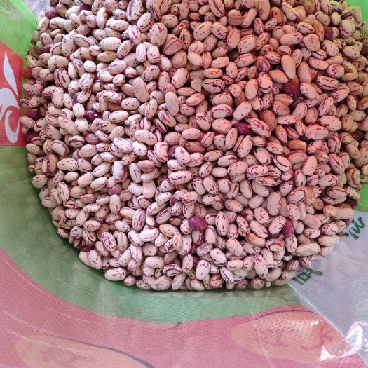 昭通奶花芸豆 2020新奶花
