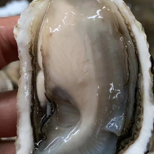 饶平县广东汫洲生蚝南澳生蚝牡蛎烧烤全壳半壳新鲜产地直销