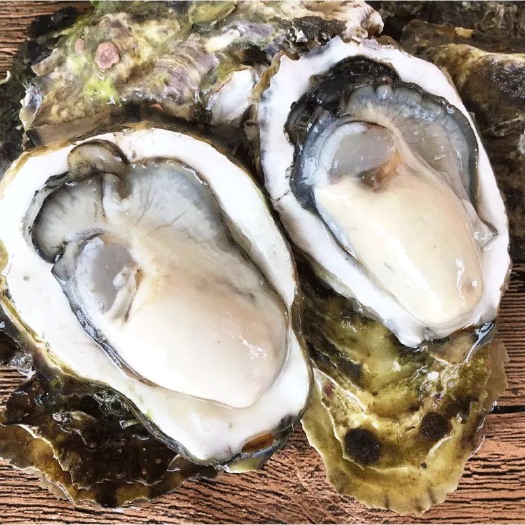 饶平县南澳生蚝  广东生蚝新活牡蛎烧烤海励子带壳生蚝现捞生蚝新鲜50斤一百斤起