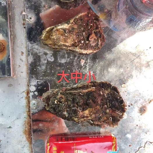 诏安县福建生蚝  吊养蚝 肉质肥美  精品货