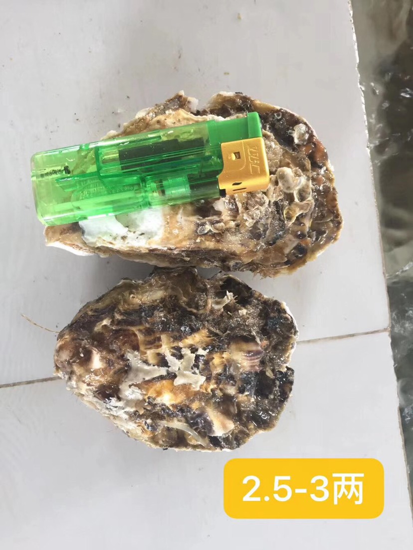 一口蚝网红系列生鲜产品，支持微商，一件代发