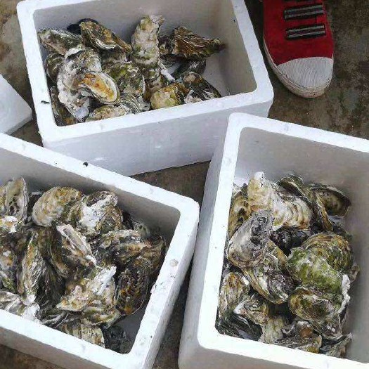 厦门大连生蚝 海水 1-2两/只 2-3两/只 鲜活水产 