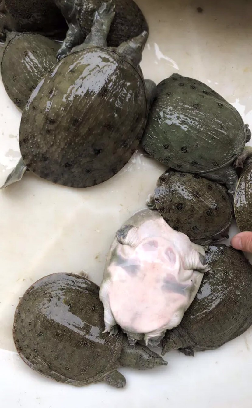 南丰县甲鱼苗  各类规格纯种中华苗，外塘自养苗，大量批发，可到塘看货