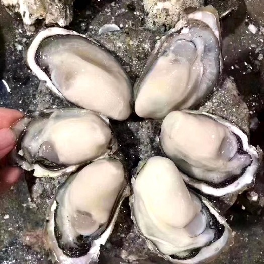 饶平县长牡蛎  新鲜生蚝带壳海蛎子牡蛎海产品 饭店 酒店 大排档 烧烤