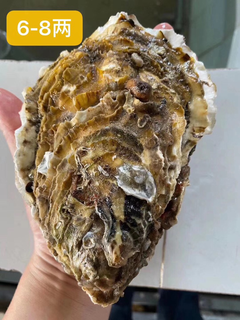 一口蚝网红系列生鲜产品，支持微商，一件代发