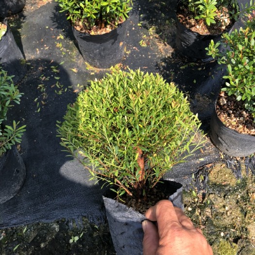 长沙 小叶赤楠