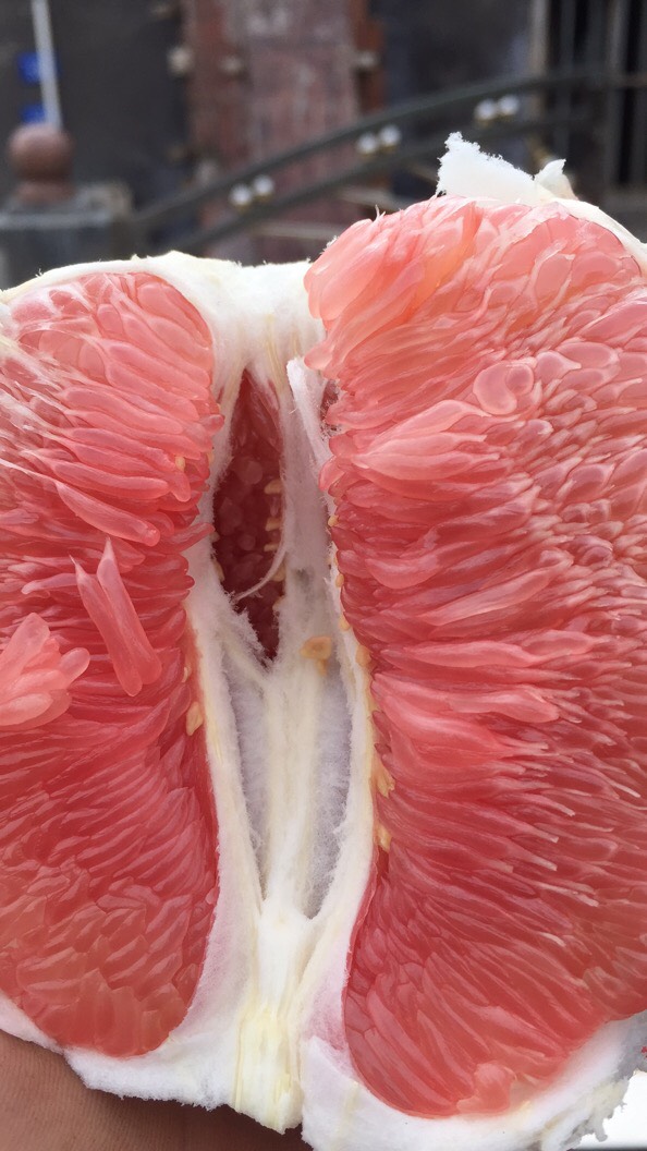 梅州蜜柚 紅心柚  產地直供質量有保障 一手貨源批發