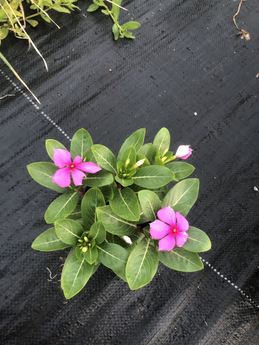 长春花 大量现货泥碳土时花供应