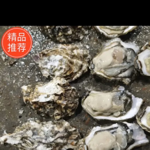 东港市大连生蚝  产地生蚝，工厂分拣后直发，每天供应