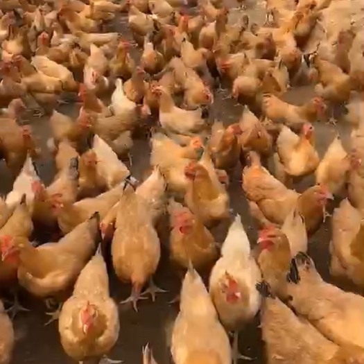 东莞市批发供应土鸡三黄鸡 阉鸡 散养走岭肉鸡东莞深圳周边可上门看鸡