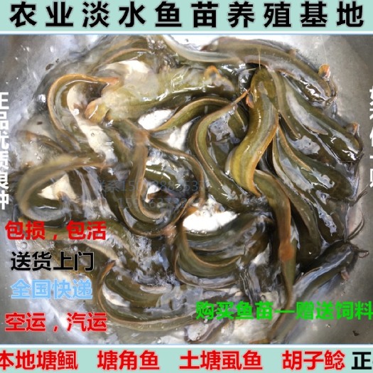 惠州本地塘鲺鱼苗塘角鱼苗土塘鲺鱼苗塘虱鱼苗糖色搪塞 活体
