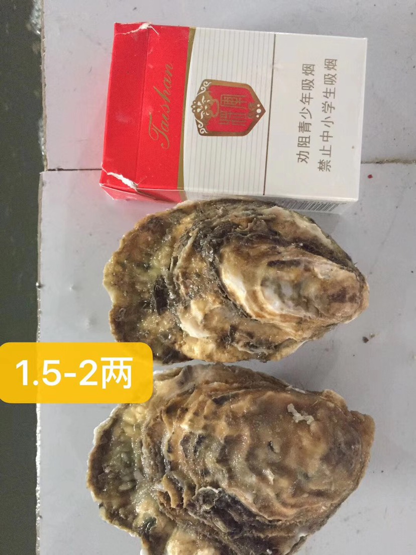 一口蚝网红系列生鲜产品，支持微商，一件代发