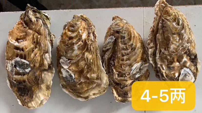一口蚝网红系列生鲜产品，支持微商，一件代发