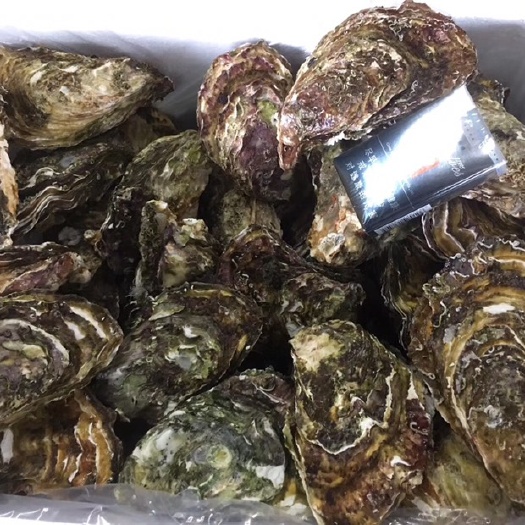 厦门漳州生蚝 海水 1-2两/只 鲜活水产 