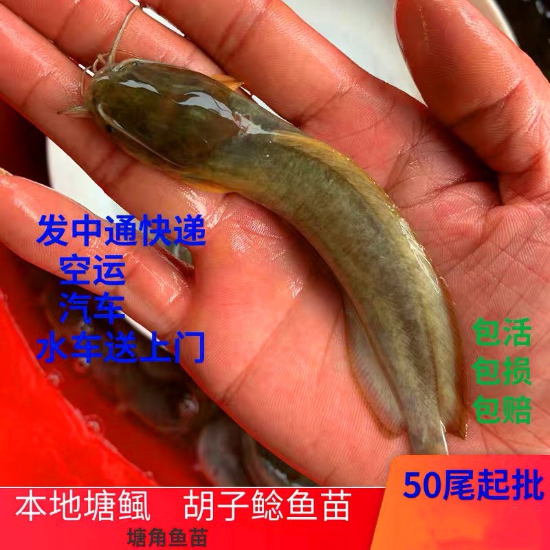 本地塘鲺鱼苗塘角鱼苗鱼苗糖虱鱼苗活体搪塞淡水鱼苗塘色土滑哥鱼