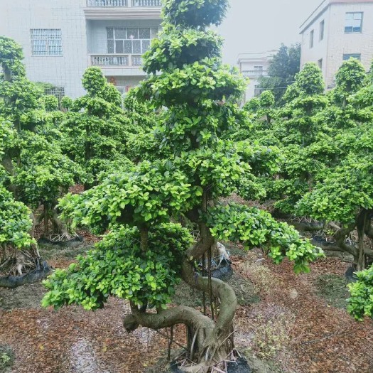 漳州造型榕树  精品榕树盆景2米高 福建漳州榕树盆栽种植基地批发