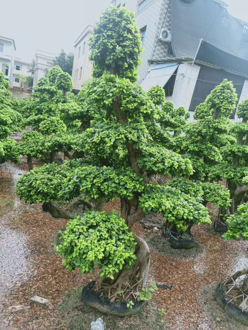 造型榕树  精品榕树盆景2米高 福建漳州榕树盆栽种植基地批发