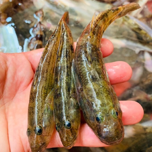 饶平县【笋壳鱼】别看这个小鱼样子怪异，鱼小小，发出来天天不够卖，