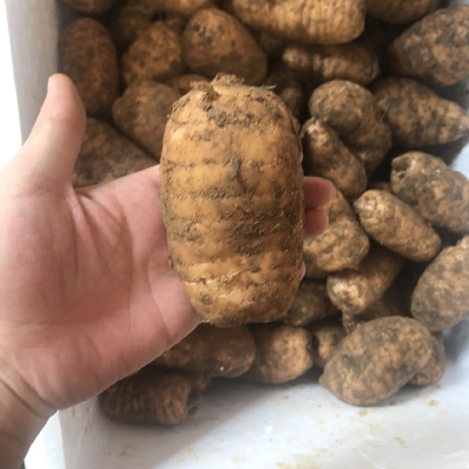昆明 天麻新鲜天麻昭通大个头