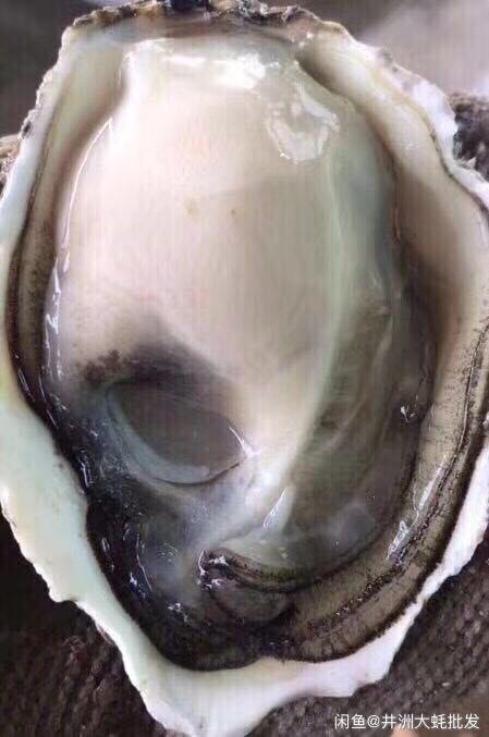 饶平县生蚝  新鲜生蚝，牡蛎，可开半壳 还要 纯肉的
