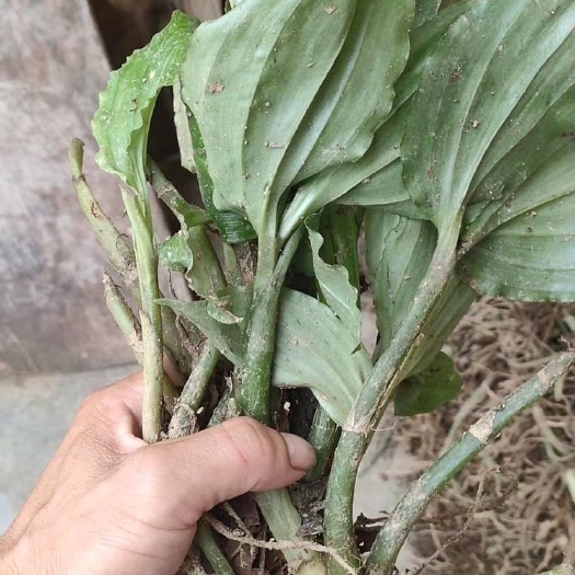 见血清  包邮一手货源！大山里面的搬运工，量大从优