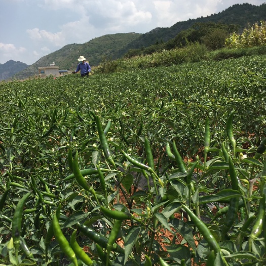富源县小米椒  【红绿】超级辣的云贵高原小米辣朝天椒