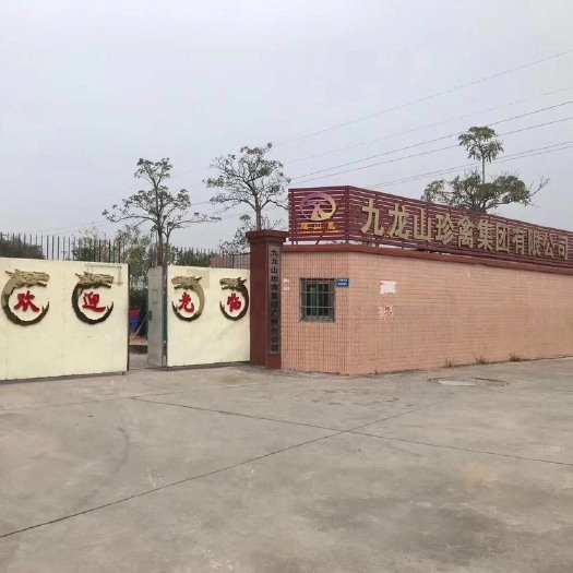 昆明绿壳鸡苗  五黑绿壳蛋鸡苗批发