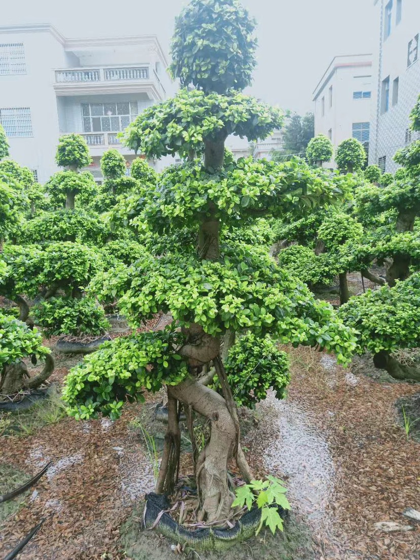 造型榕树  精品榕树盆景2米高 福建漳州榕树盆栽种植基地批发