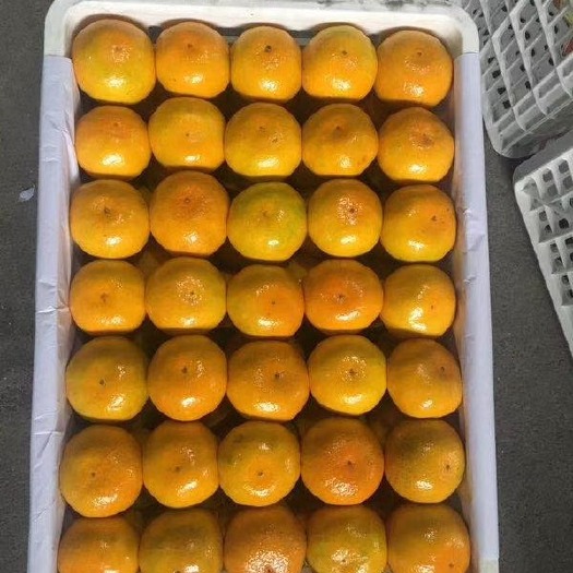 江永县蜜桔 50年果树的特早、普早柑橘甘甜、化渣、无核、富硒，