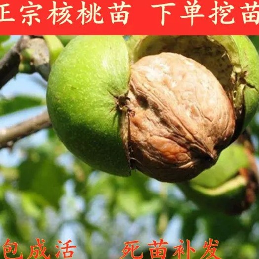 平邑县8518核桃苗  核桃苗嫁接特大核桃树幼苗8518薄皮南方北方种植地栽果树