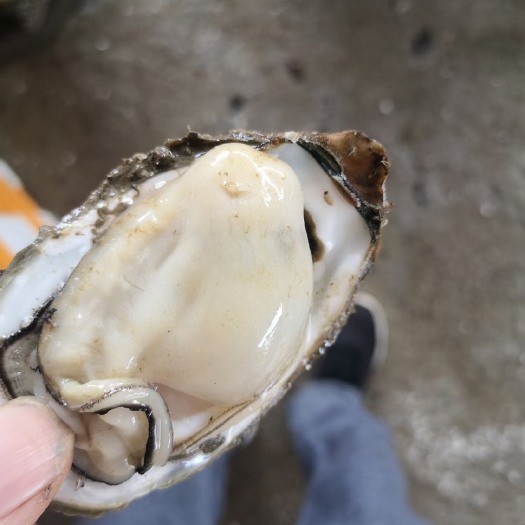 湛江牡蛎  湛江生蚝，肥嘟嘟的爽口生蚝