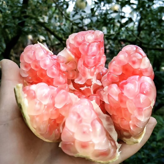 蒙自市云南石榴  云南蒙自甜石榴绿籽薄皮石榴