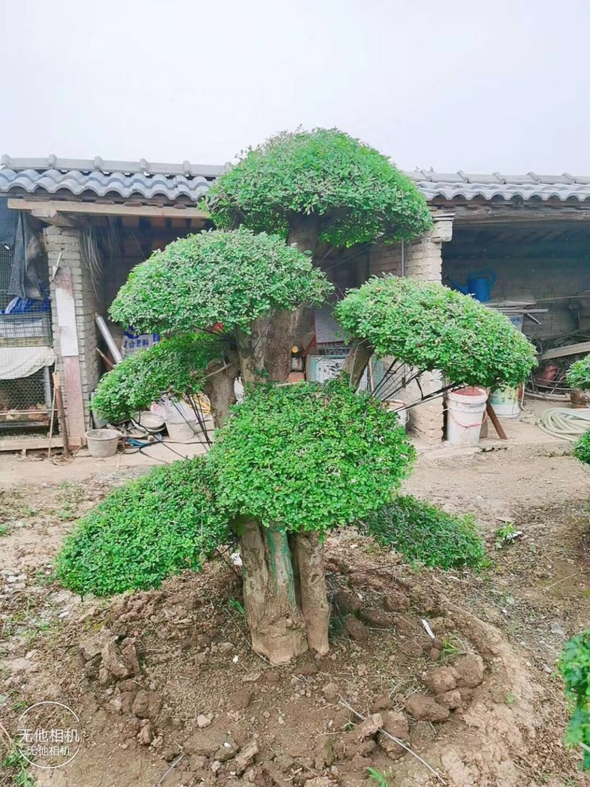 对节白蜡  对接白蜡各种规格。各种造型。京山源产地一手货源。欢迎老板咨询