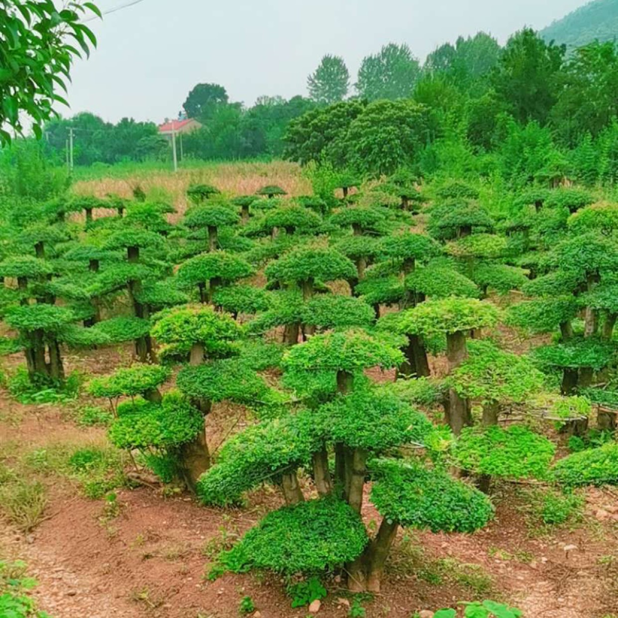 对节白蜡  对接白蜡各种规格。各种造型。京山源产地一手货源。欢迎老板咨询