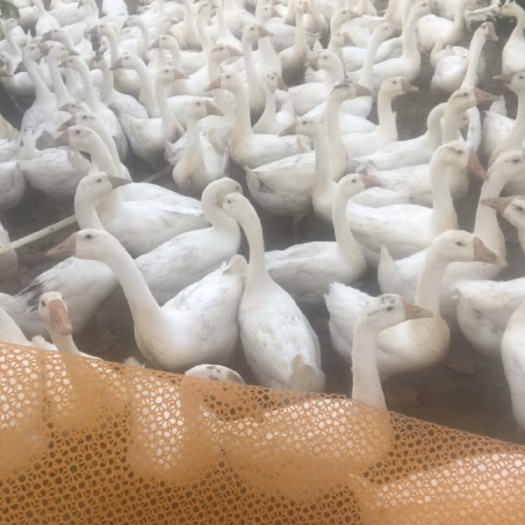 枝江市大三花鹅 6-8斤 统货 全散养 