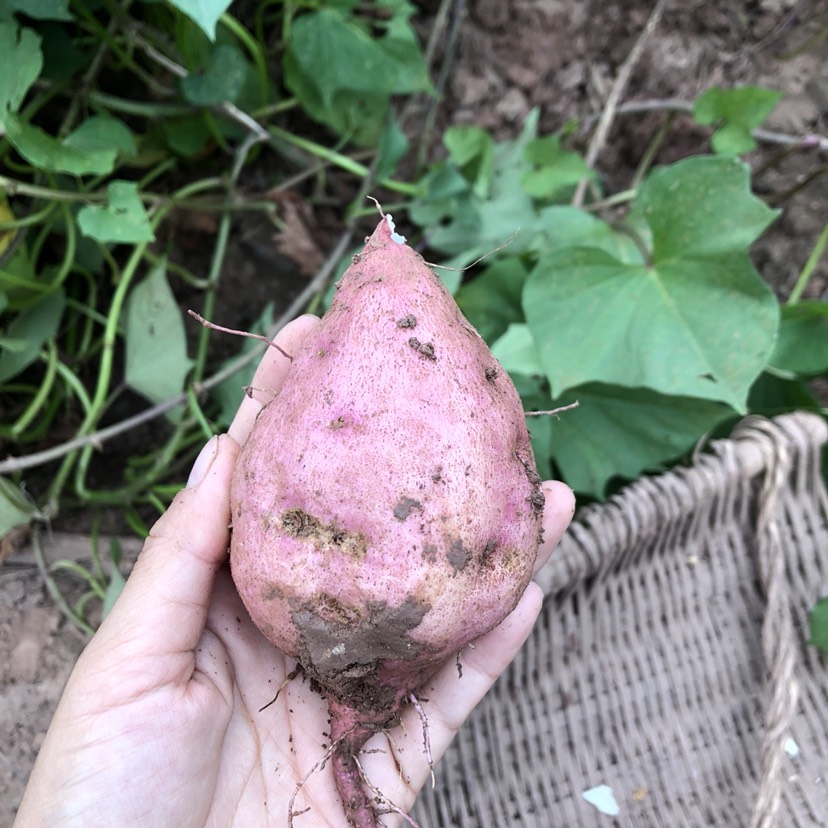  安居524红薯