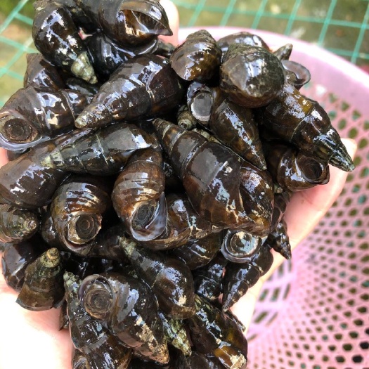 天等县清水山坑螺