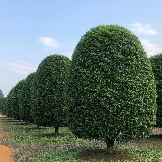 高杆桂花 精品桂花