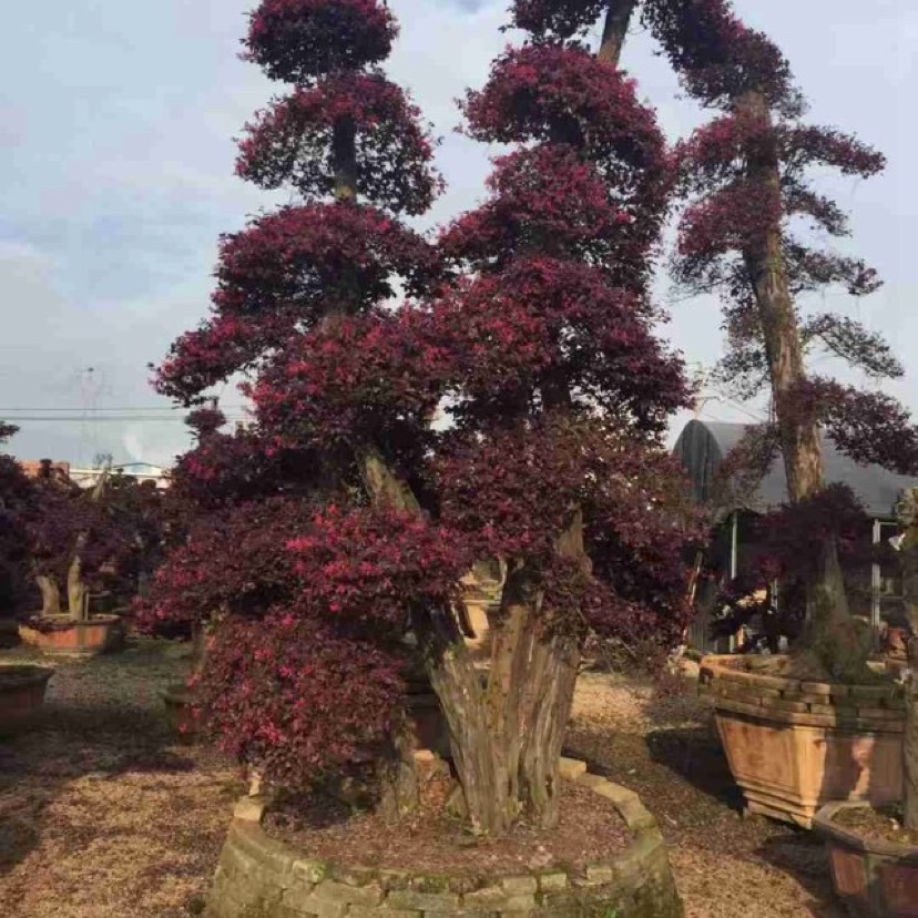 漳州造型红继木桩 漳州批发红花继木桩 福建红花继木桩种植基地价格