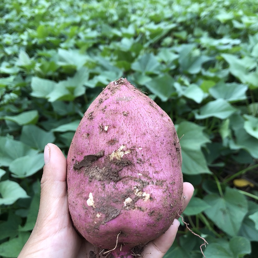  安居524红薯