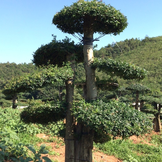 京山市丛生造型对节白蜡（成品）