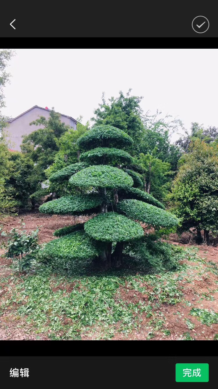 对节白蜡  对接白蜡各种规格。各种造型。京山源产地一手货源。欢迎老板咨询