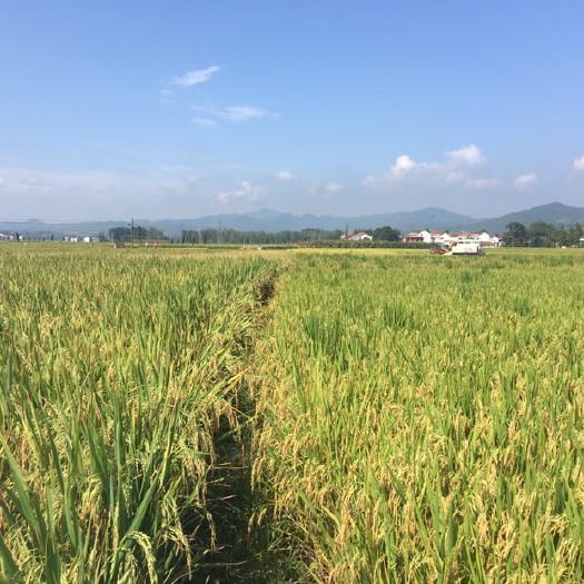 籼稻谷  2023
年新长颗粒优质稻子、一手老百姓资源无中介