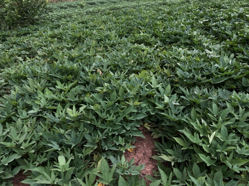  安居524红薯